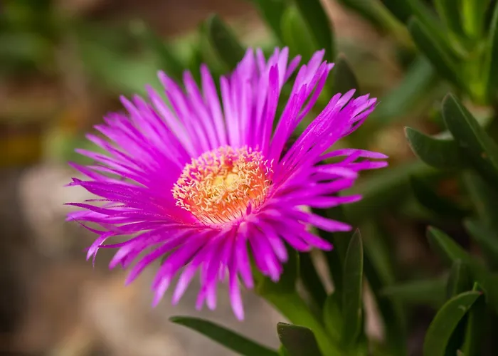 Villa Donnafugata Santa Domenica